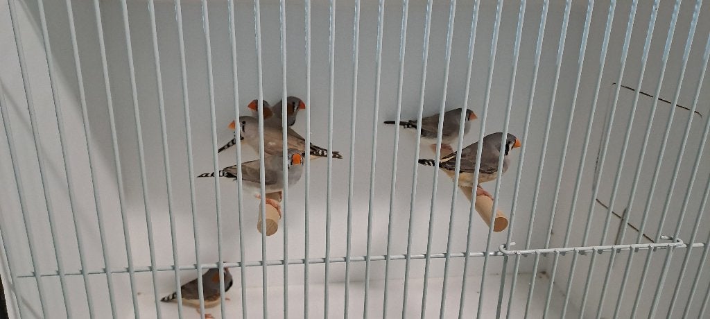 Koppel zebravinken, Dieren en Toebehoren, Vogels | Overige Vogels, Meerdere dieren, Tropenvogel