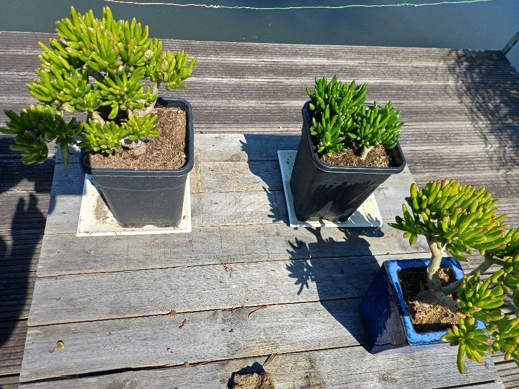 vetplant voor binnen en buiten, Volle zon, Vaste plant, Bloeit niet, Ophalen