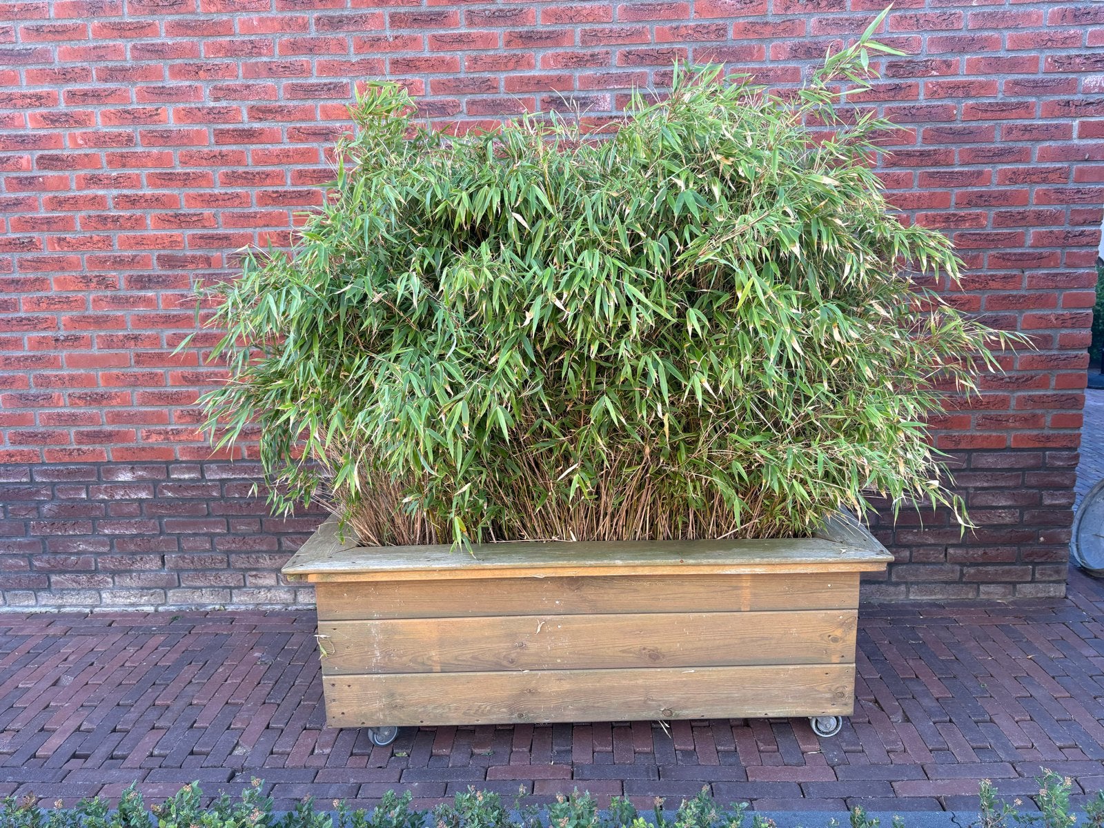 Houten plantenbak met bamboe op wielen, Ophalen, Gebruikt, 100 cm of meer, Balkon