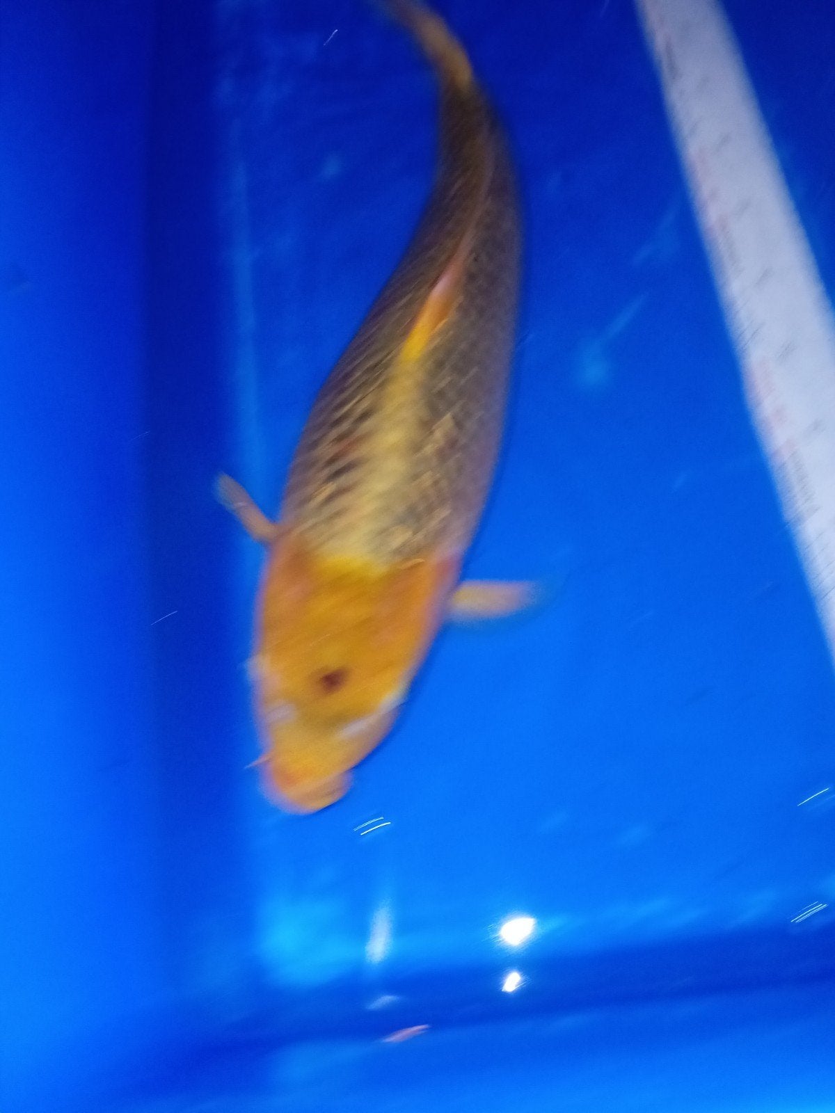 Golden Corn, Karper of Koi