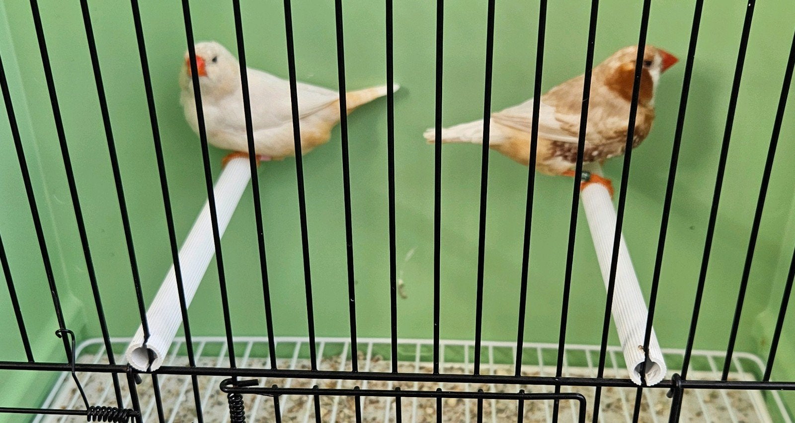 Koppel zebravinken 2026 (zwartborst) isabel bruin, Dieren en Toebehoren, Vogels | Overige Vogels, Meerdere dieren, Tropenvogel