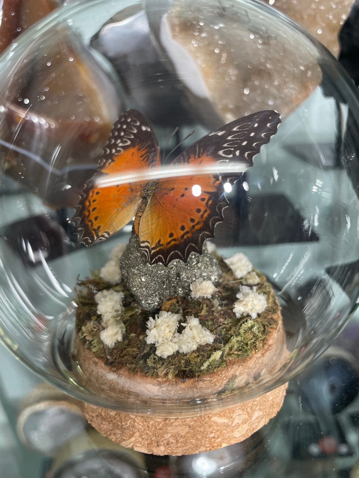 Opgezette vlinder in glazen stolp met pyriet, Ophalen of Verzenden, Zo goed als nieuw, Insect, Opgezet dier