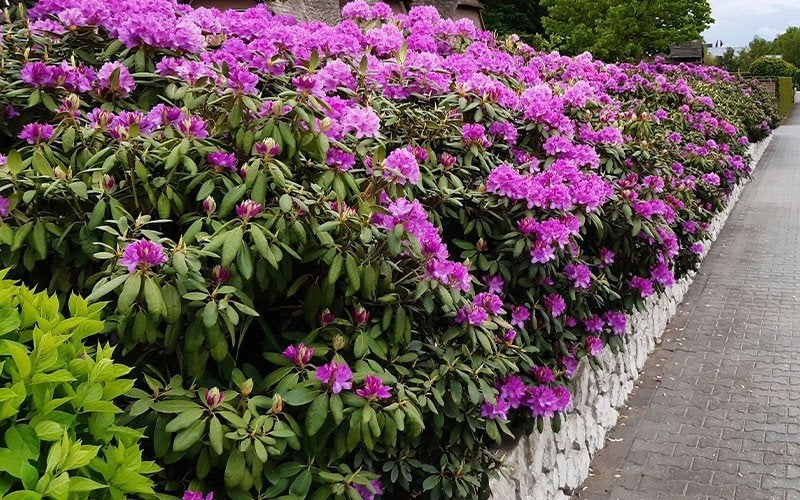 super aanbieding €50 per stuk I Rhododendron groot formaat!, Ophalen of Verzenden, Rhododendron, Struik, Minder dan 100 cm