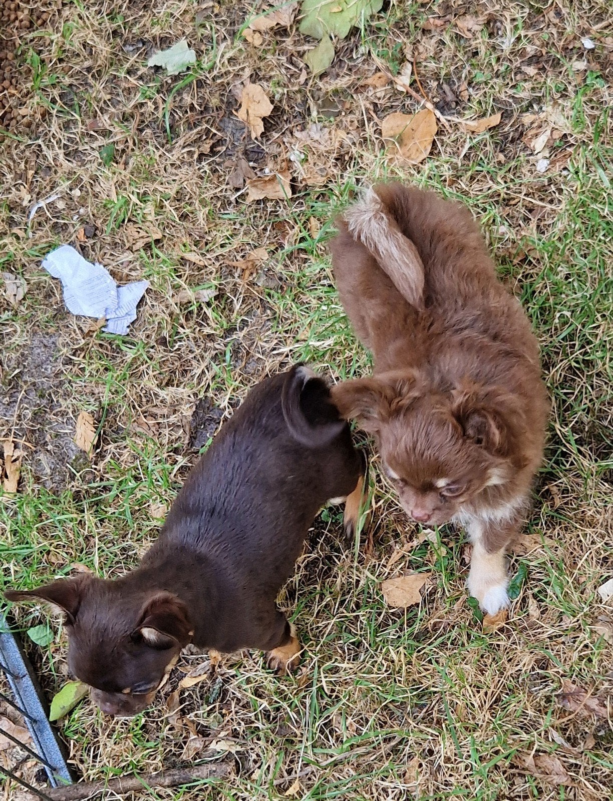 Mooie chocolade chihuahua pup, Dieren en Toebehoren, Honden | Chihuahua's en Gezelschapshonden, Parvo, 8 tot 15 weken, Meerdere