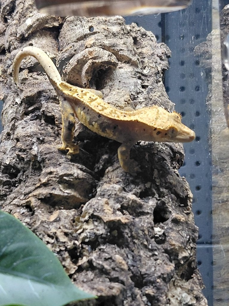 Wimpergekko (Correlophus ciliatus) Crested Gecko photo 2