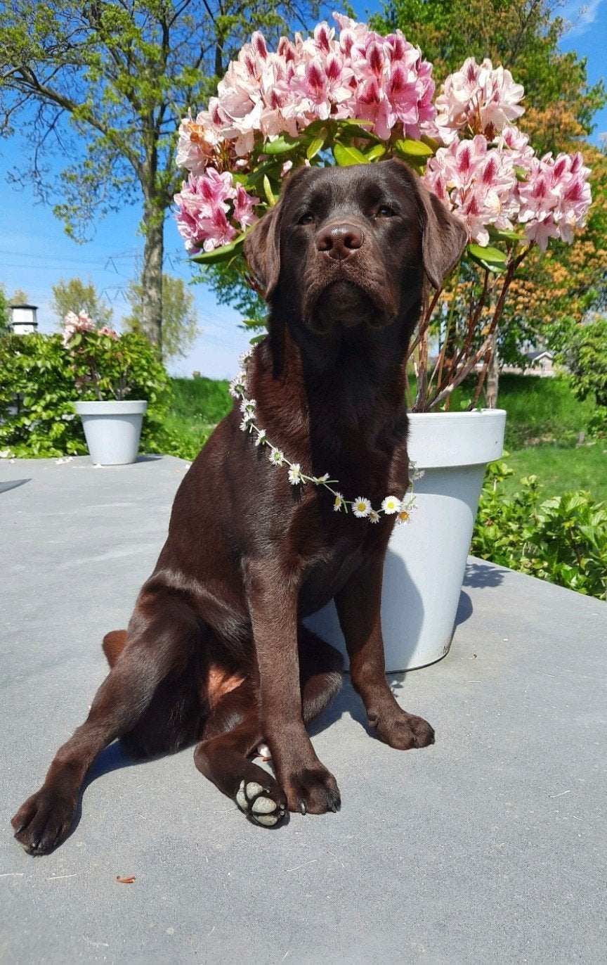 Lieve stamboom pups zoeken forever huis!, Parvo, 8 tot 15 weken, Labrador retriever, Meerdere