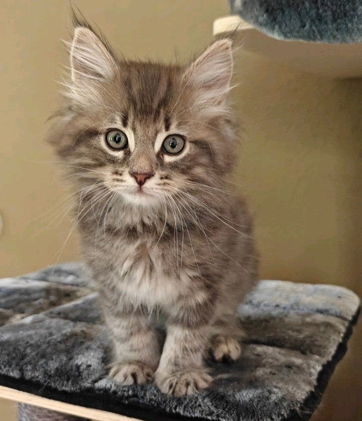 Maine Coon kittens mogen naar hun nieuwe thuis, Kater, Gechipt