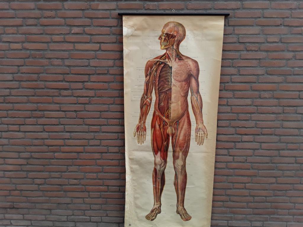 Vintage atanomisch schoolplaat menselijk lichaam., Ophalen of Verzenden, Natuur en Biologie