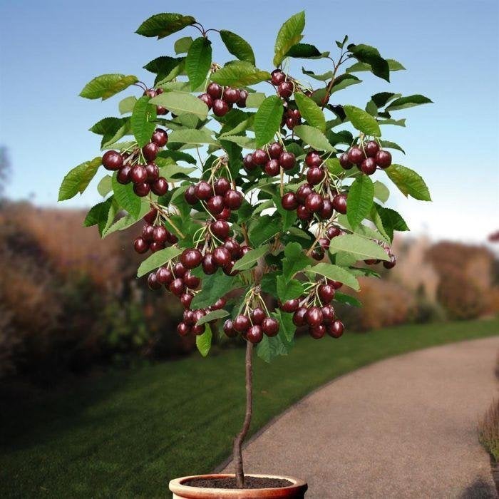 Gevraagd Gratis boompjes/planten(appel,aardbei kers olijf), Ophalen, Minder dan 100 cm, Overige soorten, Zomer