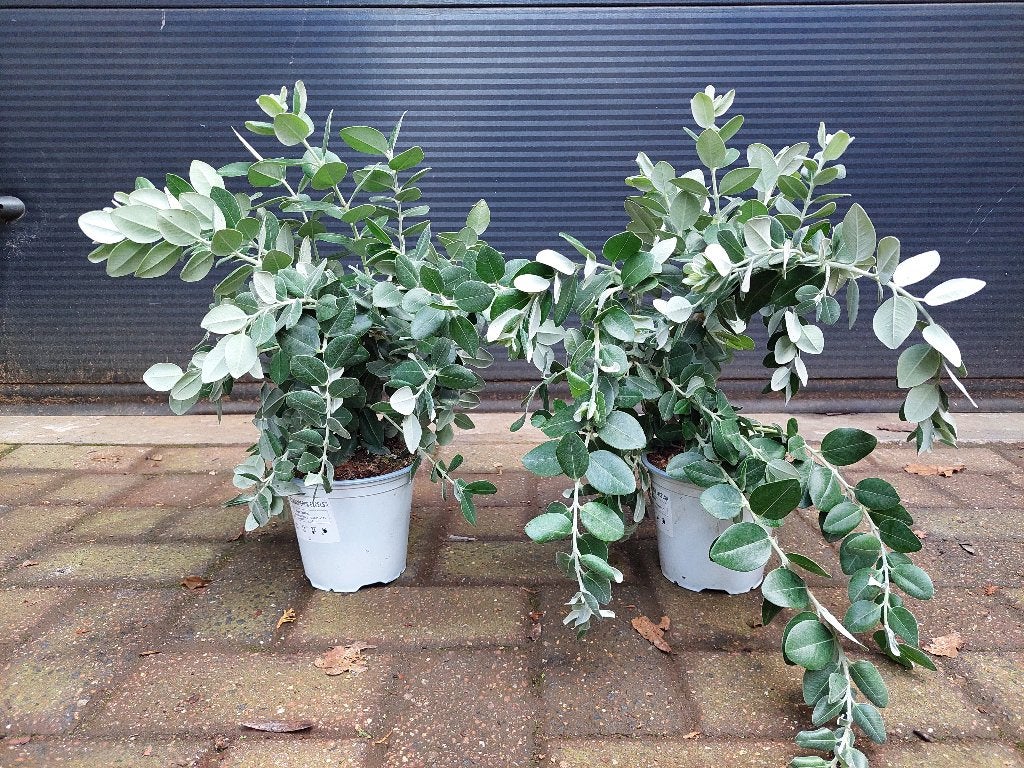 Metrosideros Excelsa - IJzerhoutboom / Pohutukawa H: 45 cm., Volle zon, Vaste plant, Zomer, Ophalen