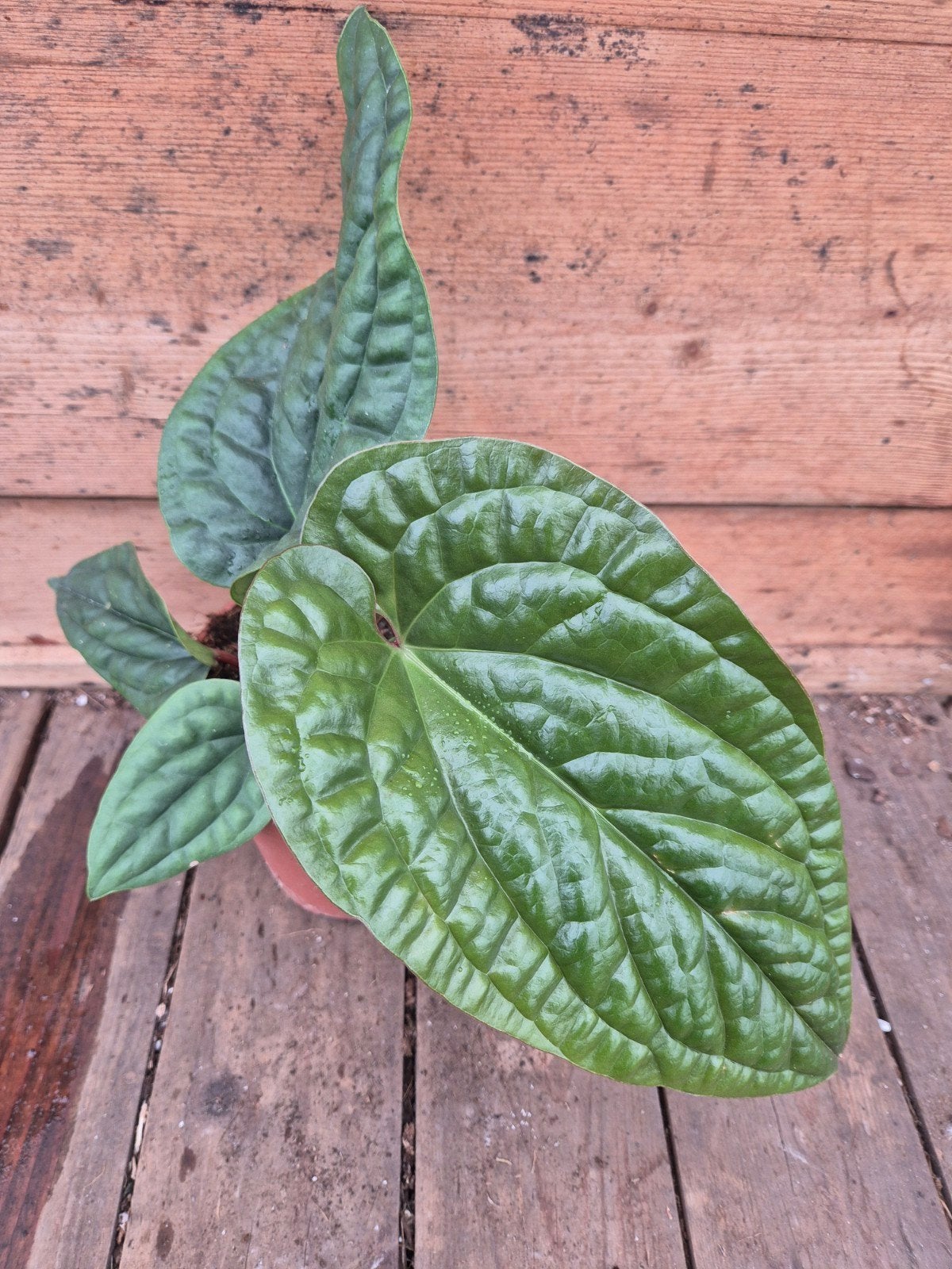 Anthurium Luxurians x Radicans p12 (4), Huis en Inrichting, Kamerplanten, Ophalen of Verzenden, Halfschaduw, Minder dan 100 cm
