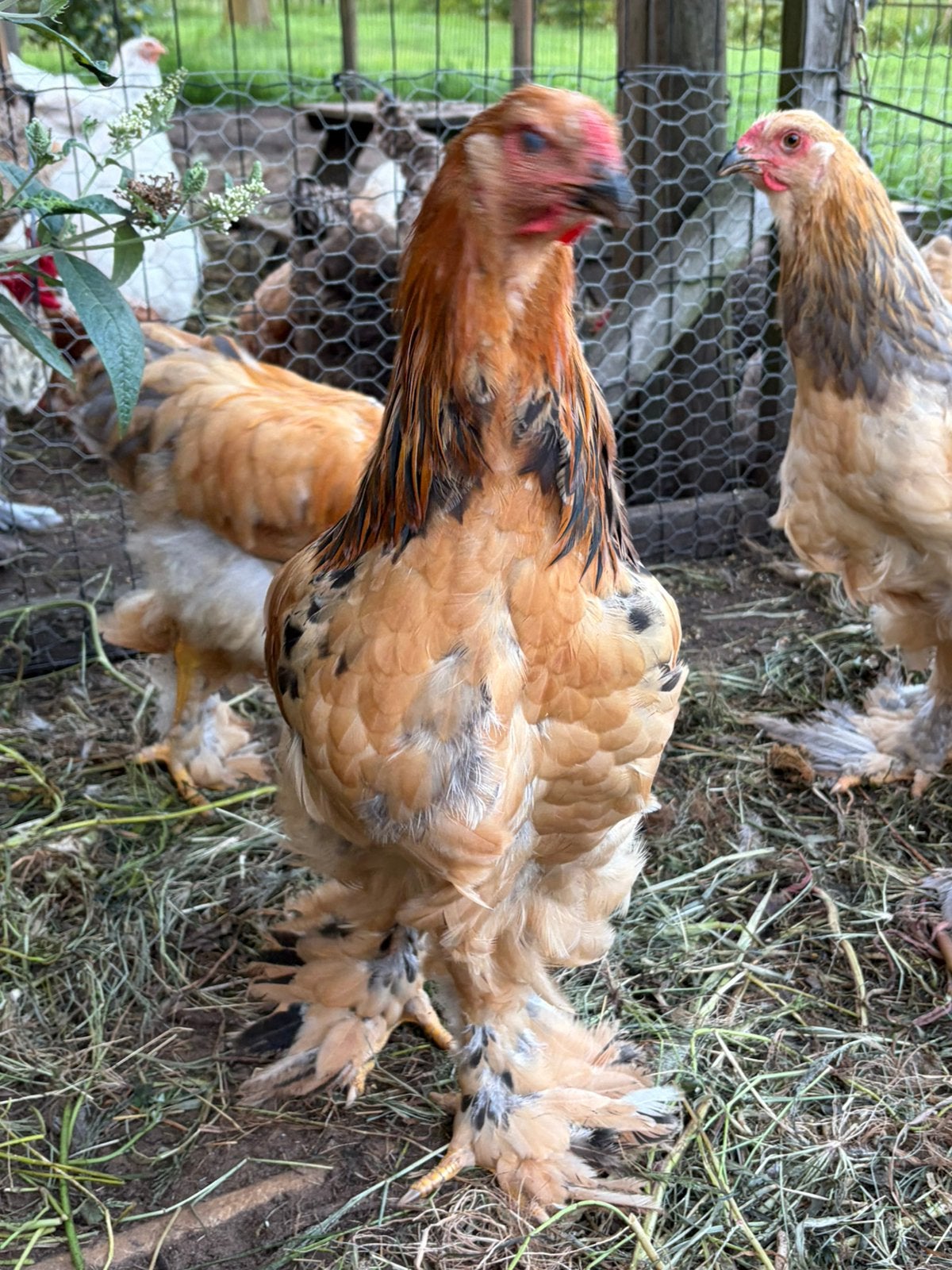 4 Brahma hanen buff zwart en buff blauw colombia, Dieren en Toebehoren, Pluimvee, Mannelijk, Kip