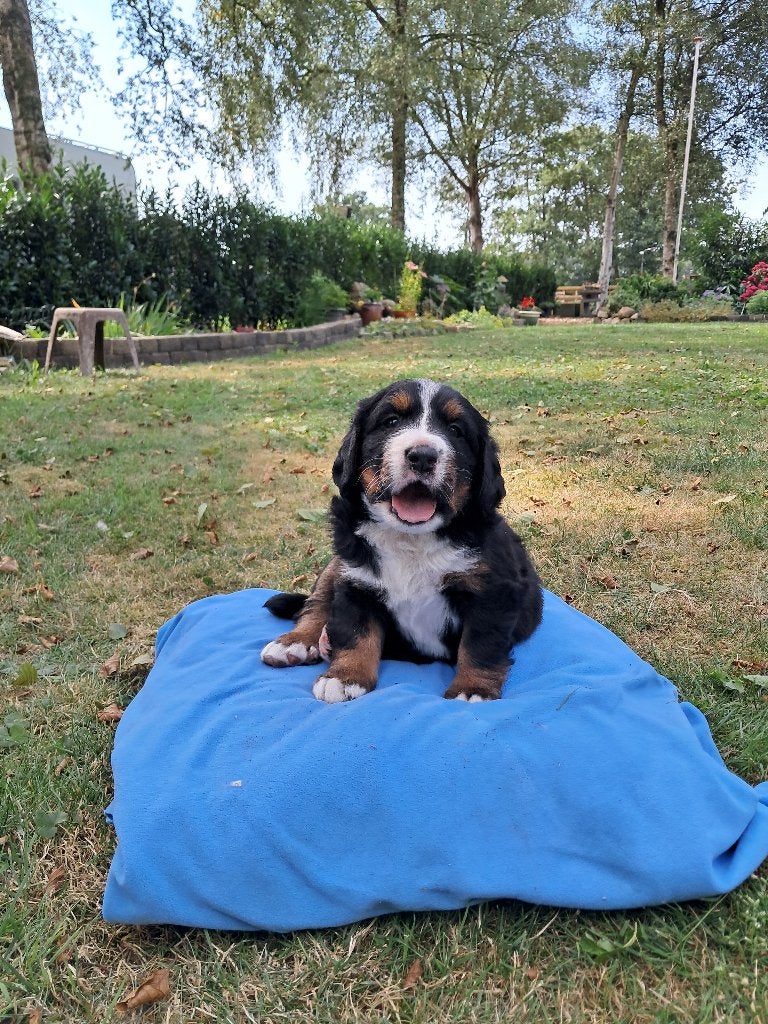 Berner Sennen pups, Meerdere dieren, Eén hond, Nederland, Fokker | Hobbymatig