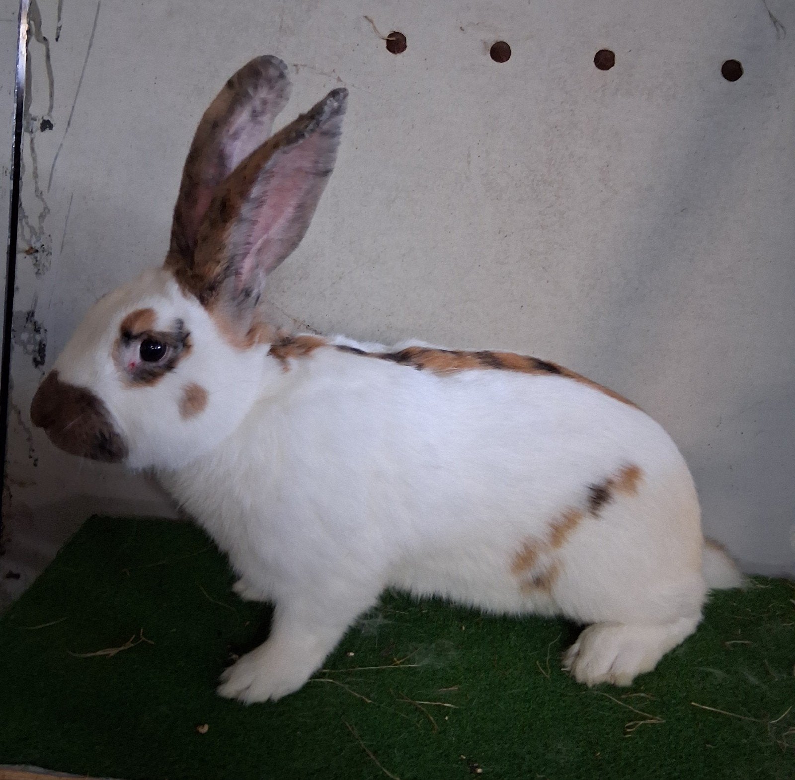 mooie raszuivere lotharinger groot driekleur terdekking, Dieren en Toebehoren, Mannelijk, Groot, 0 tot 2 jaar