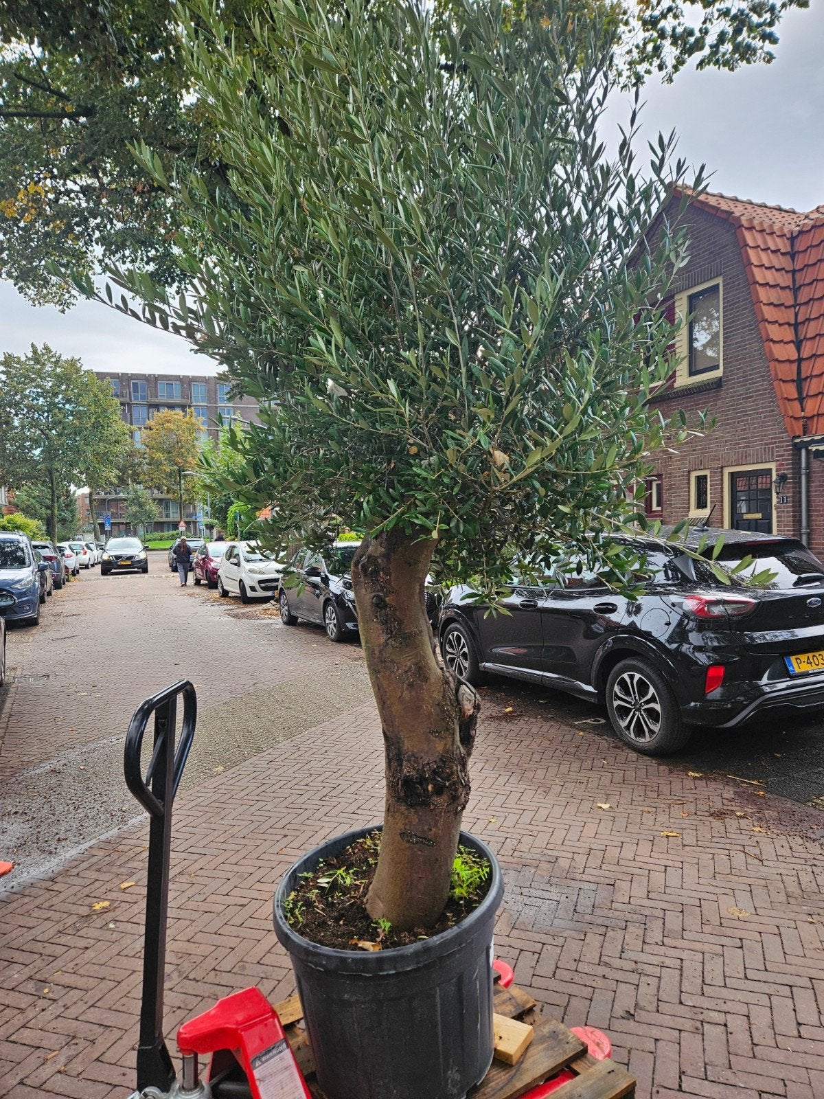 Flinke olijfboom prachtige stam 250-260 hoog, 57cm stam, Volle zon, Ophalen of Verzenden, 100 tot 250 cm, Olijfboom