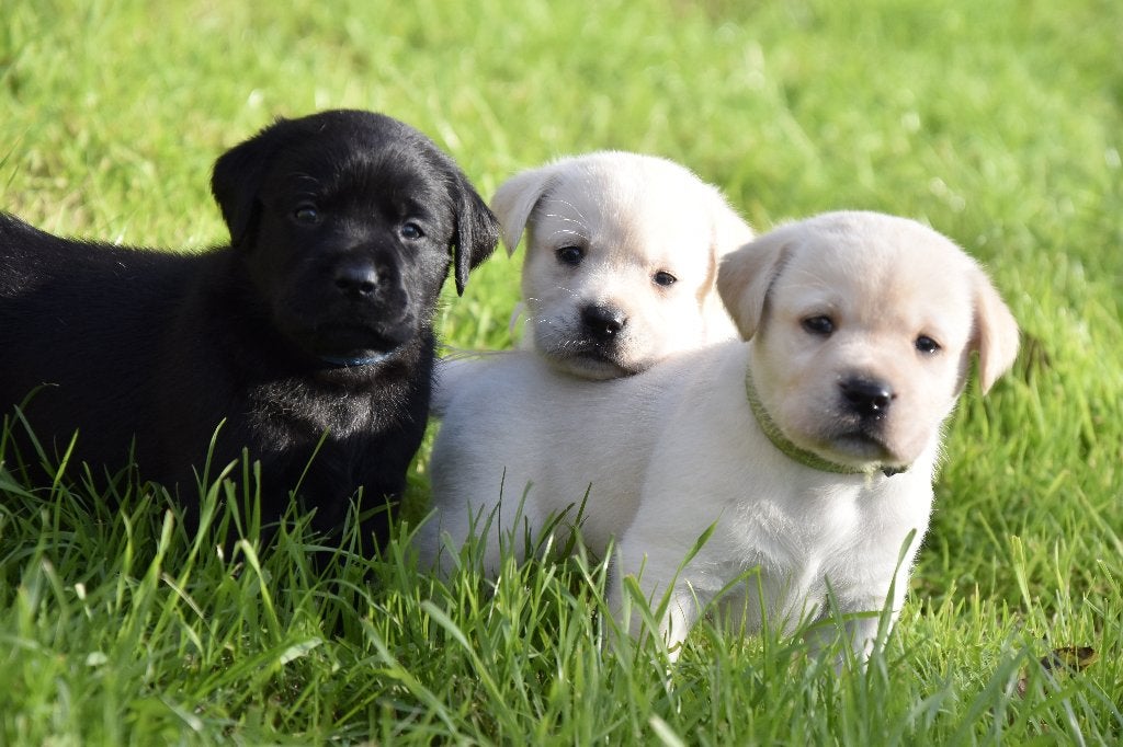 Prachtige Labrador pups met Stamboom!, Nederland, CDV (hondenziekte), 8 tot 15 weken, Labrador retriever
