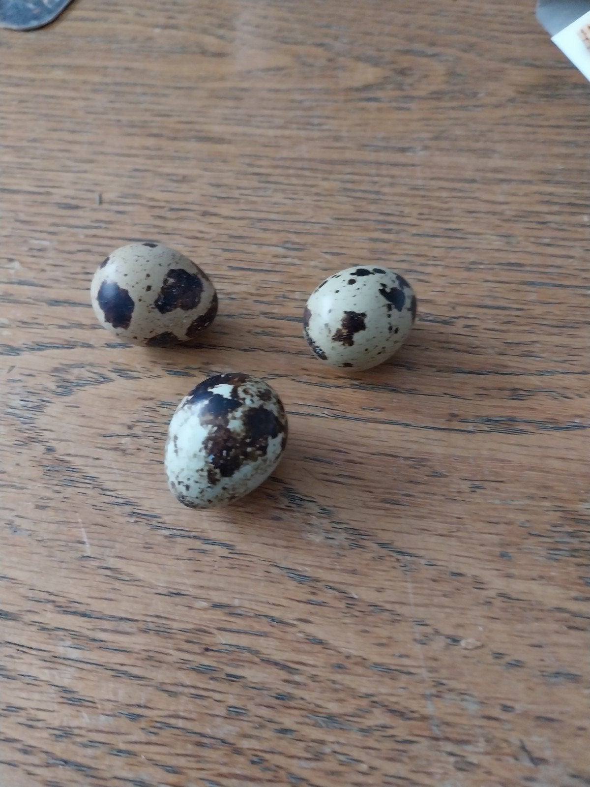 Te Koop kwartel eieren, Dieren en Toebehoren, Pluimvee