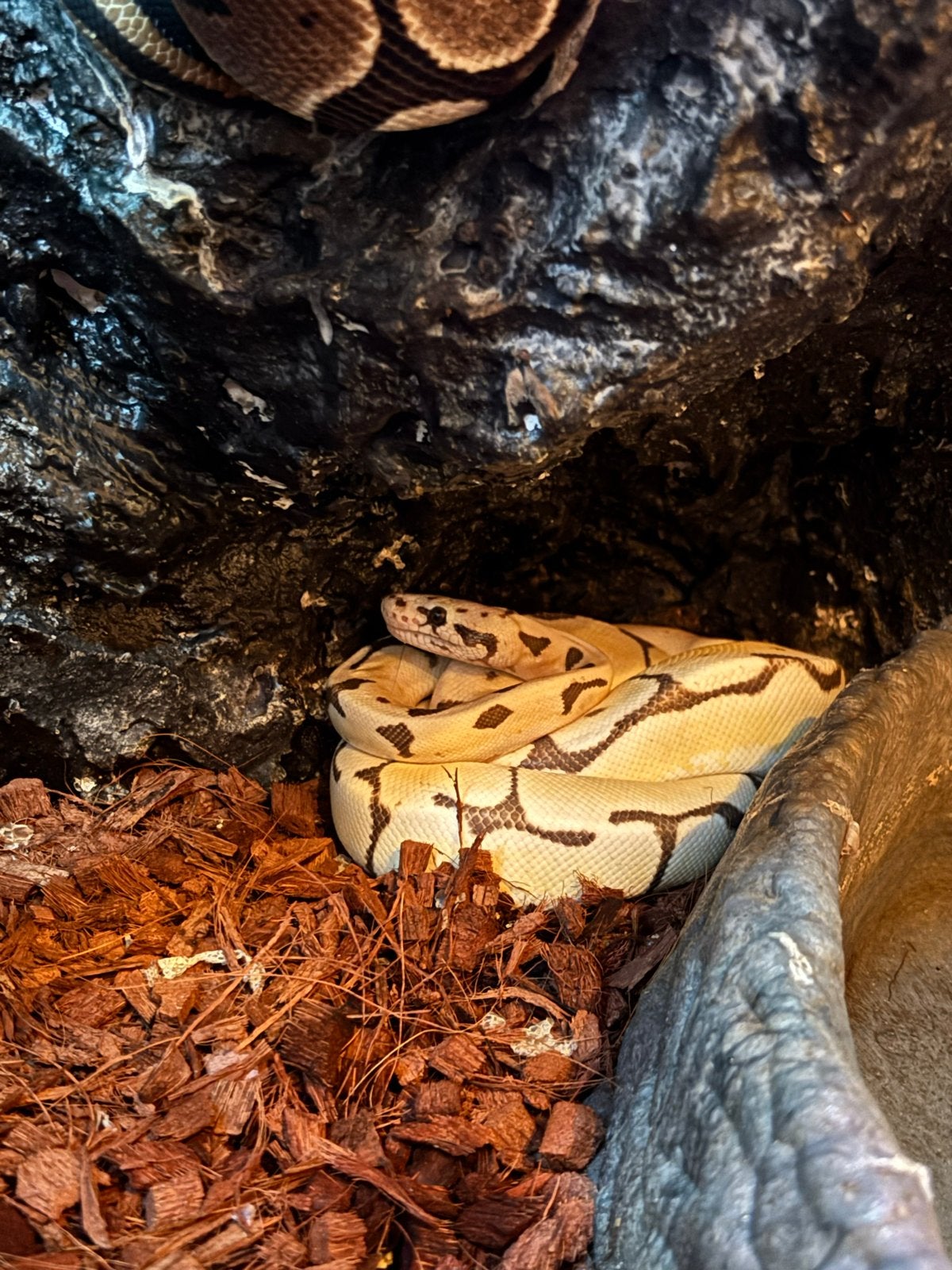 1.0 Python Regius Pastel Spider Dessert Ghost ‼️uit België‼️, Slang, 0 tot 2 jaar
