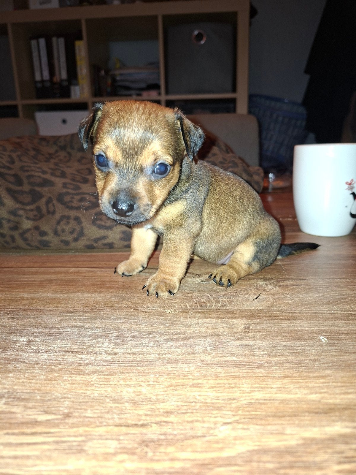 laag benige jack russel pups, Dieren en Toebehoren, Jack Russell Terriër, 8 tot 15 weken, Teef, Meerdere