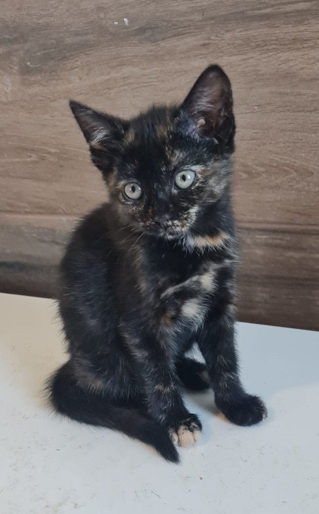 Hele Lievekittens  2 zwarte en 1 schildpad kitten, Meerdere dieren, Kortharig, 0 tot 2 jaar