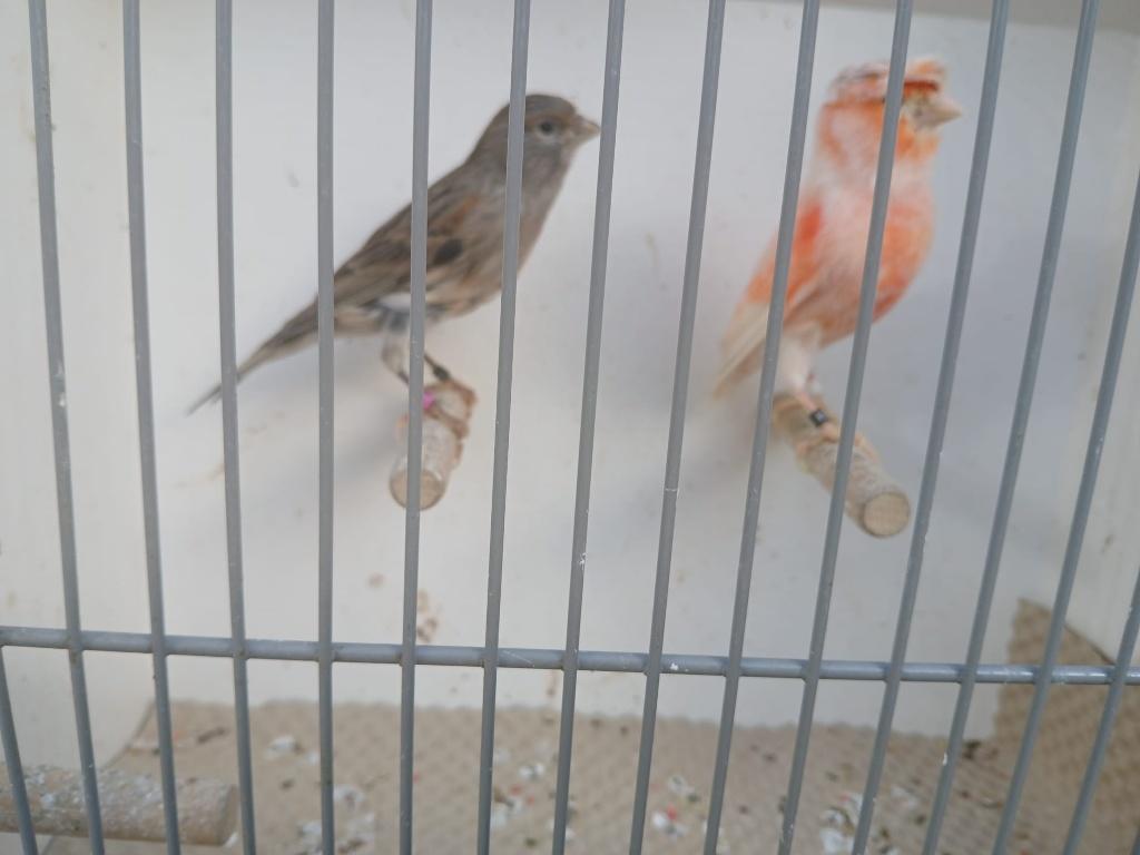 Harlekijn pop, Dieren en Toebehoren, Vrouwelijk, Postuurkanarie