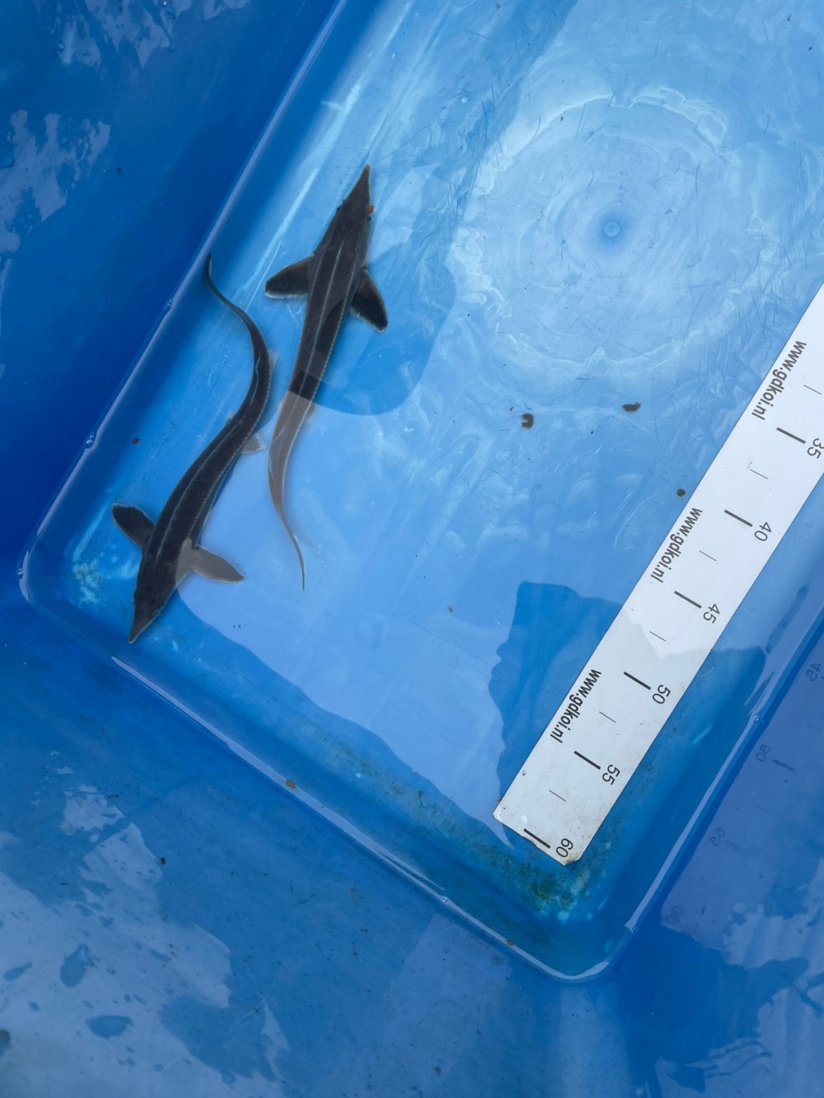 Sterlet steurtjes 30-35 cm, Dieren en Toebehoren, Karper of Koi