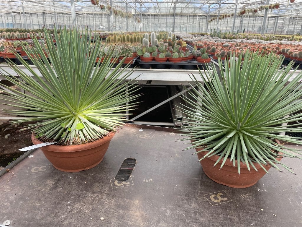 Cactus Agave Stricta (Nana) potmaat  25 cm, Ophalen of Verzenden, Minder dan 100 cm, Bloeiende kamerplant, Volle zon