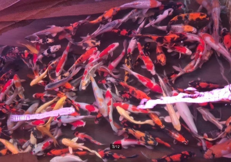 HQ Import koi 25 / 30 cm bij Koidream in Valburg, Karper of Koi
