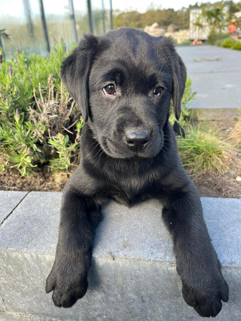 Mooie Labrador teefjes, Nederland, Parvo, 8 tot 15 weken, Teef