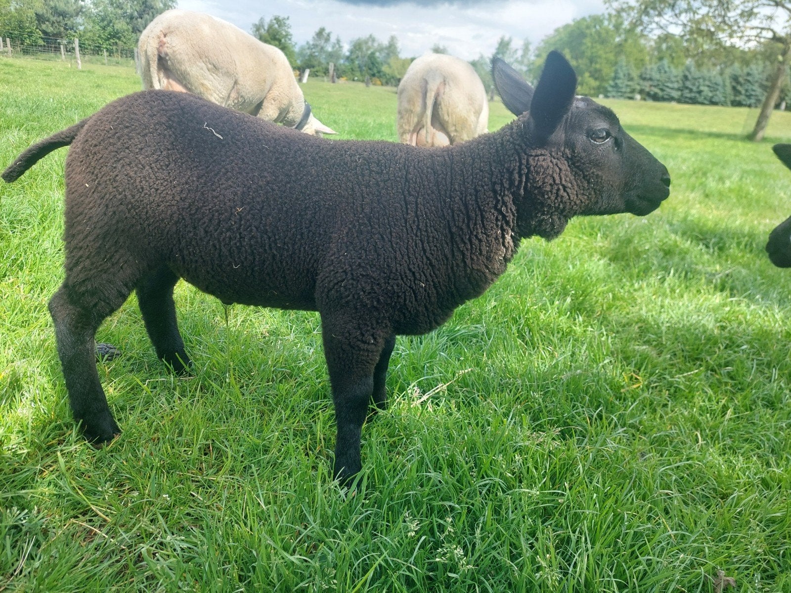 Zwarte dekram (geboren 30-03-2026) – Hoge meerling factor!, Mannelijk, Schaap
