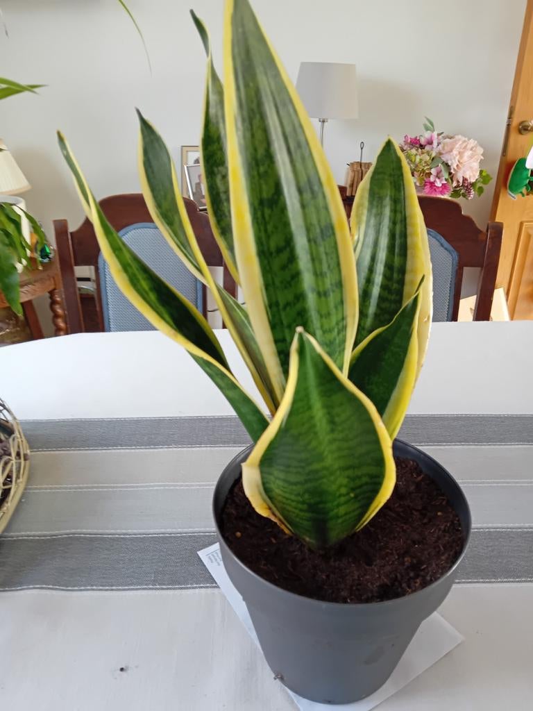 Sansevieria plant in pot, Huis en Inrichting, Kamerplanten, Ophalen of Verzenden, In pot, Halfschaduw, Minder dan 100 cm