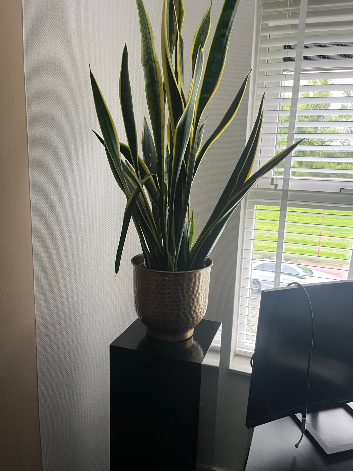 Zwarte plantenzuilen met planten en potten, Huis en Inrichting, Woonaccessoires | Zuilen en Pilaren, Ophalen of Verzenden, Gebruikt