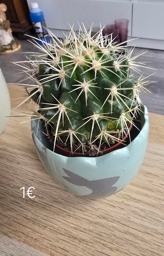 Cactus in potje, Ophalen