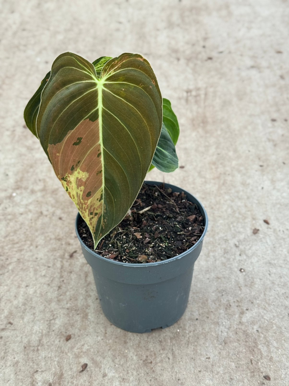 Philodendron Melanochrysum Variegata, Ophalen of Verzenden, Halfschaduw, Minder dan 100 cm