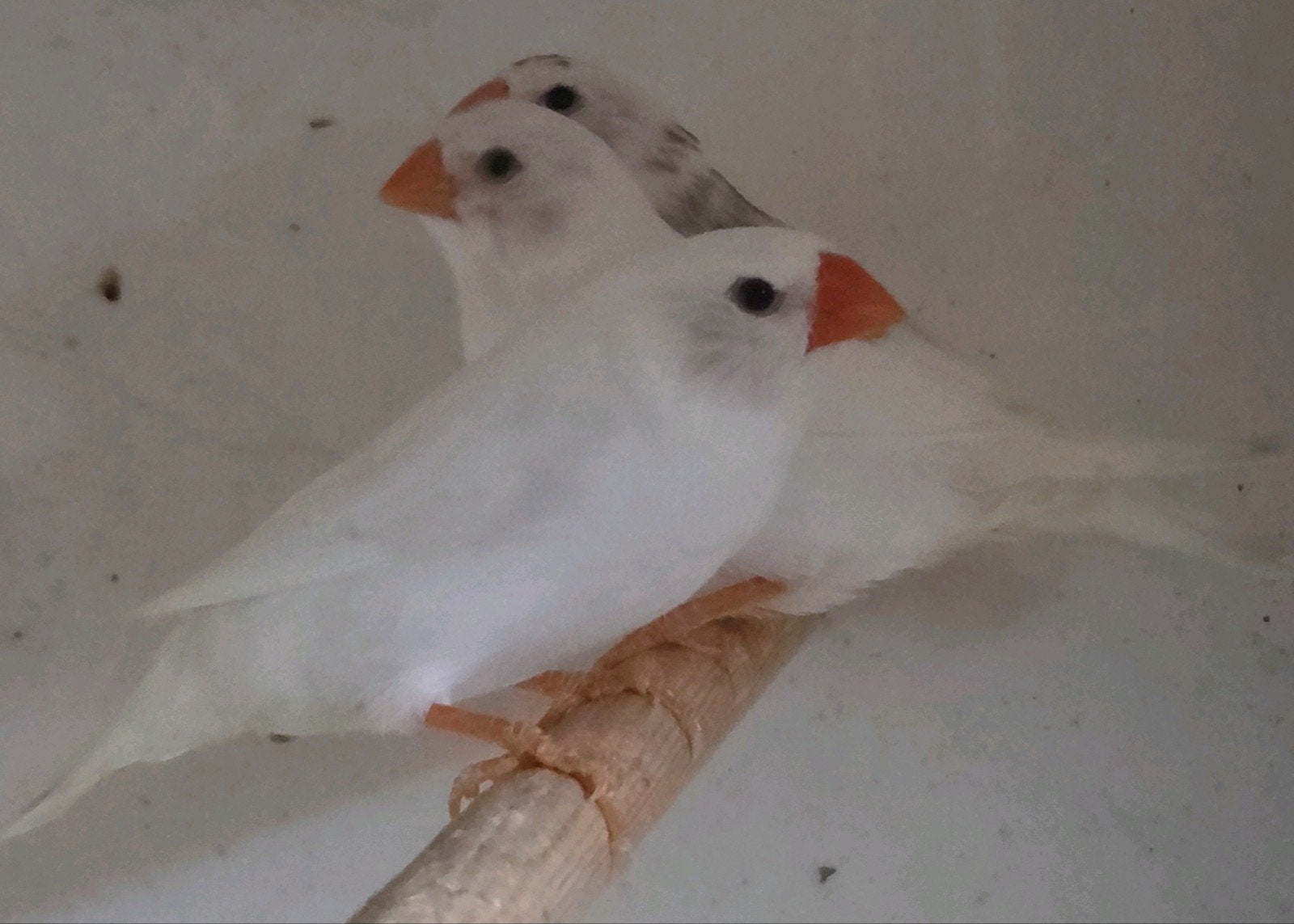 jonge wit bonte zebravinken, Dieren en Toebehoren, Meerdere dieren