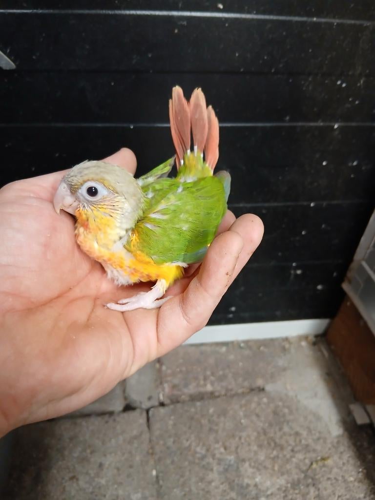 4x handtamme pyrrhura’s, Dieren en Toebehoren, Meerdere dieren, Parkiet, Geringd