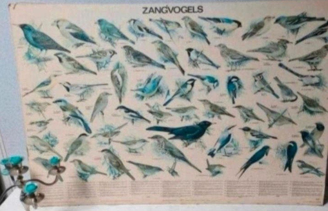 2 oude schoolplaten Zangvogels Zie omschrijving, Antiek en Kunst, Ophalen, Natuur en Biologie