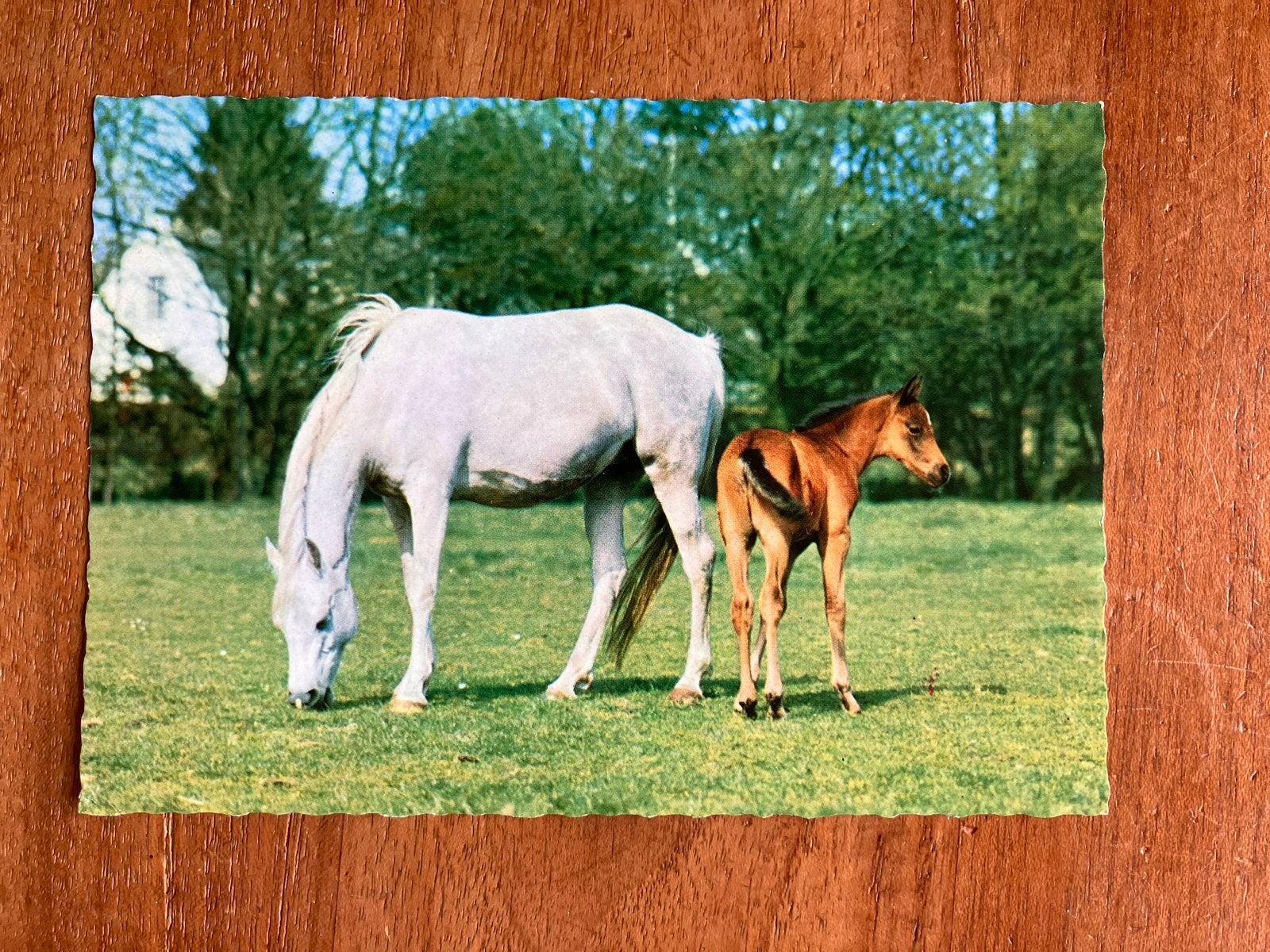 Paard met Veulen, 1969, Ophalen of Verzenden, 1960 tot 1980, Gelopen, Paard