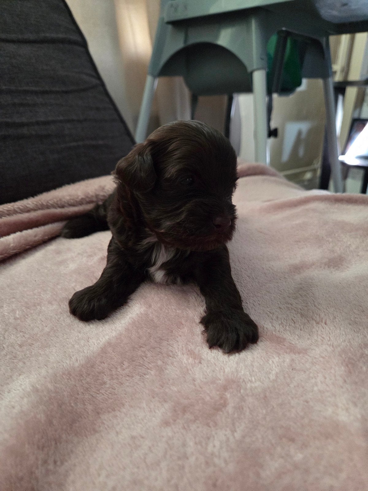 Lieve shih tzu / toy poedel puppyś, Dieren en Toebehoren, Overige rassen, Teef, Meerdere, Nederland