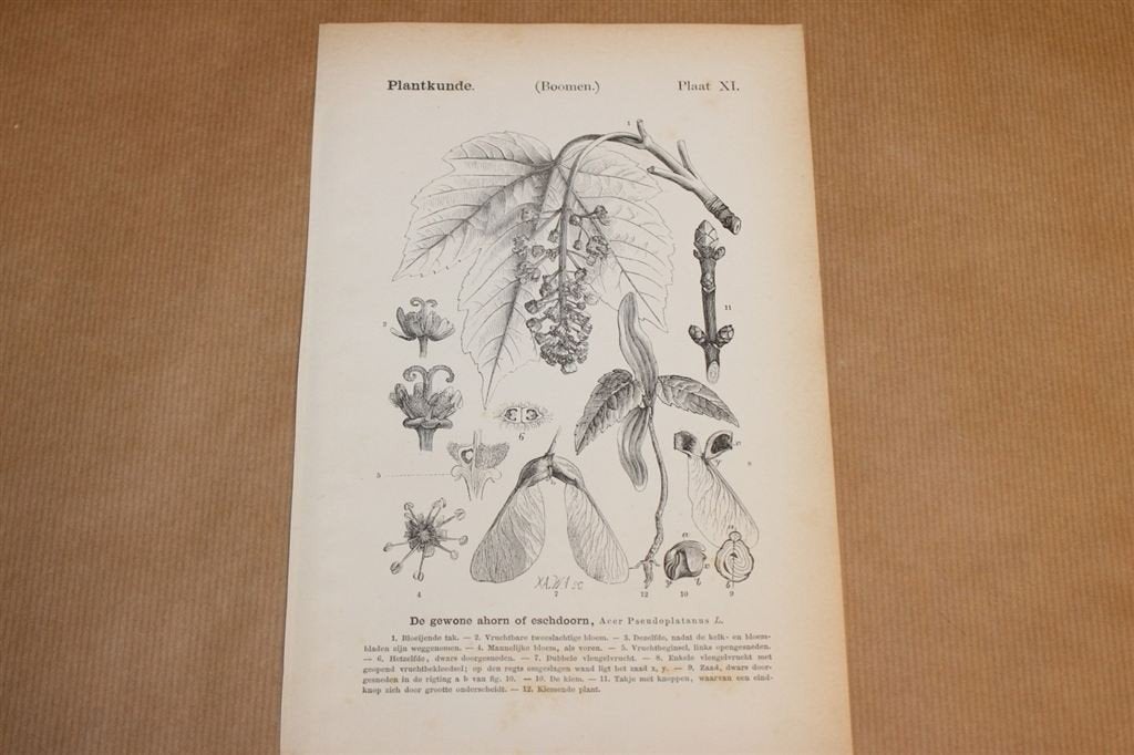 Antieke botanische prent - Ahorn of Esdoorn - 1875 !!, Verzamelen, Ophalen of Verzenden, Voor 1940, Gebruikt, Overige onderwerpen