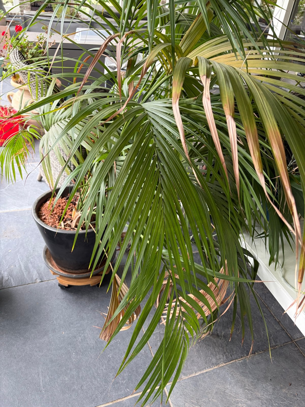 Grote Areca Palm (20 jaar oud) in pot zoekt nieuw huis, Ophalen, 100 tot 150 cm, Palm, Halfschaduw