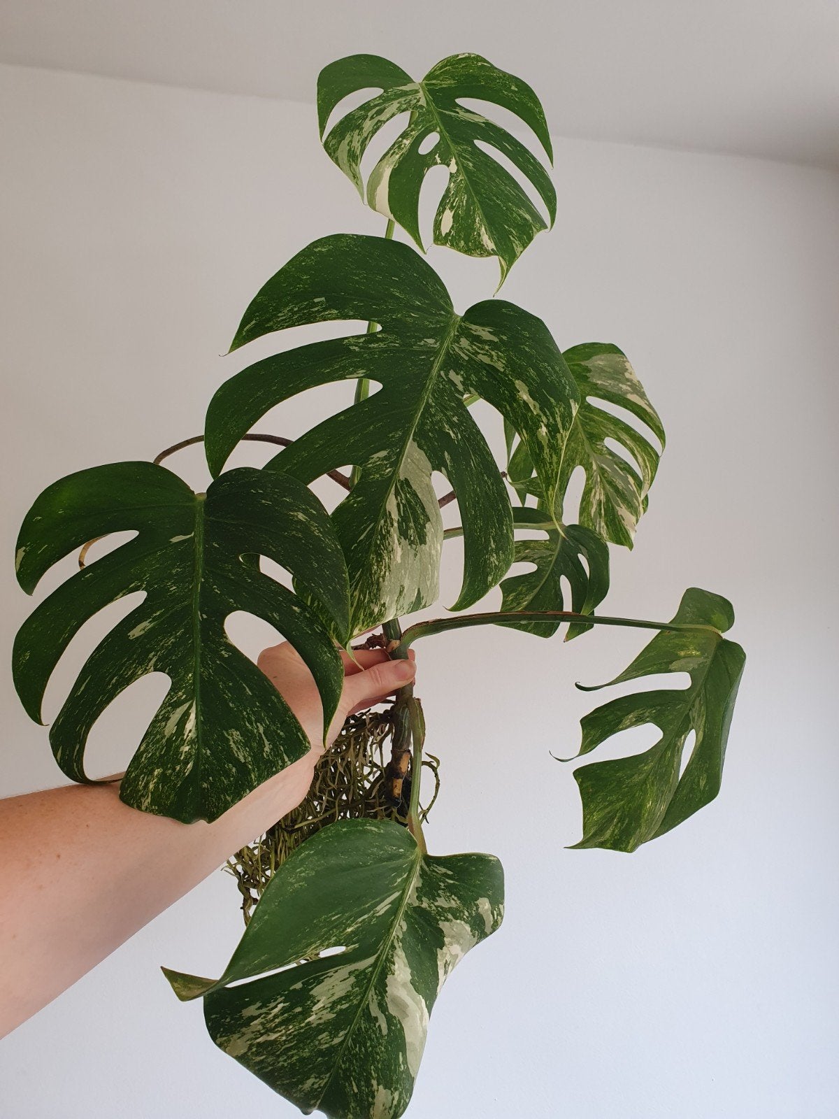 Monstera variegata kopstek, Ophalen, Minder dan 100 cm