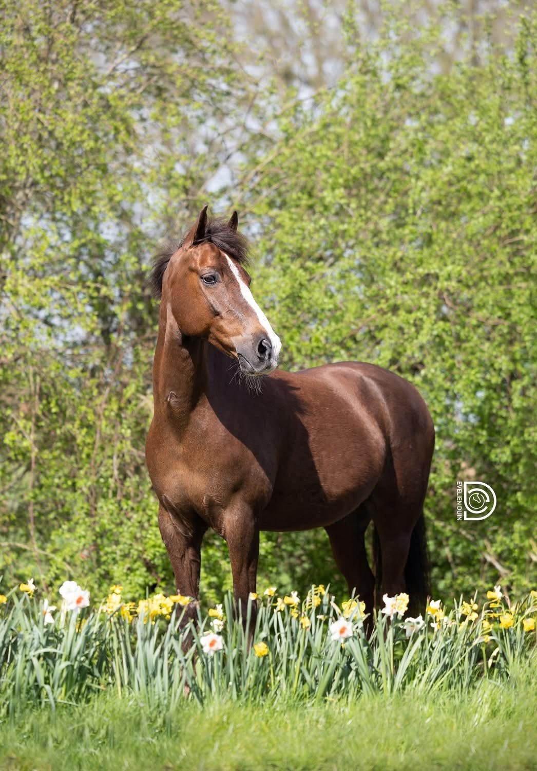 Leuke menpony, Dieren en Toebehoren, Ruin, Niet van toepassing, 11 jaar of ouder, D pony (1.37m tot 1.48m)