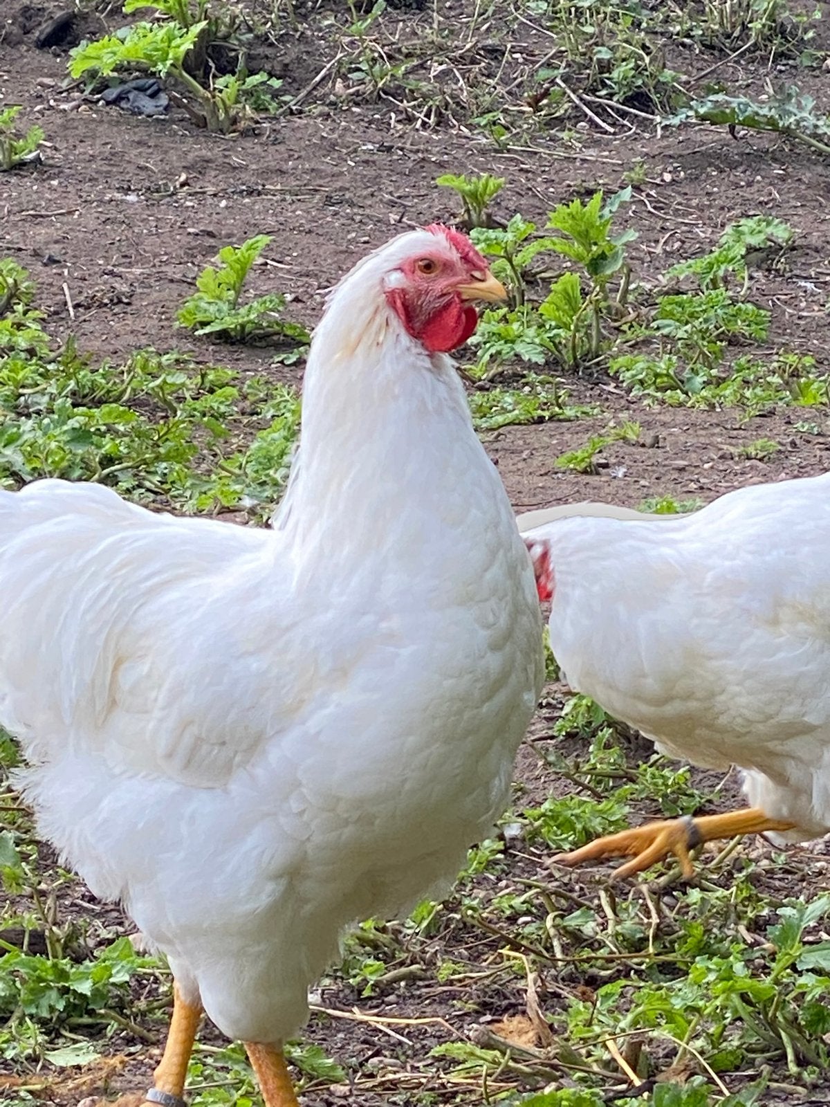 Grote Witte Wijandotte kippen, Meerdere dieren, Kip
