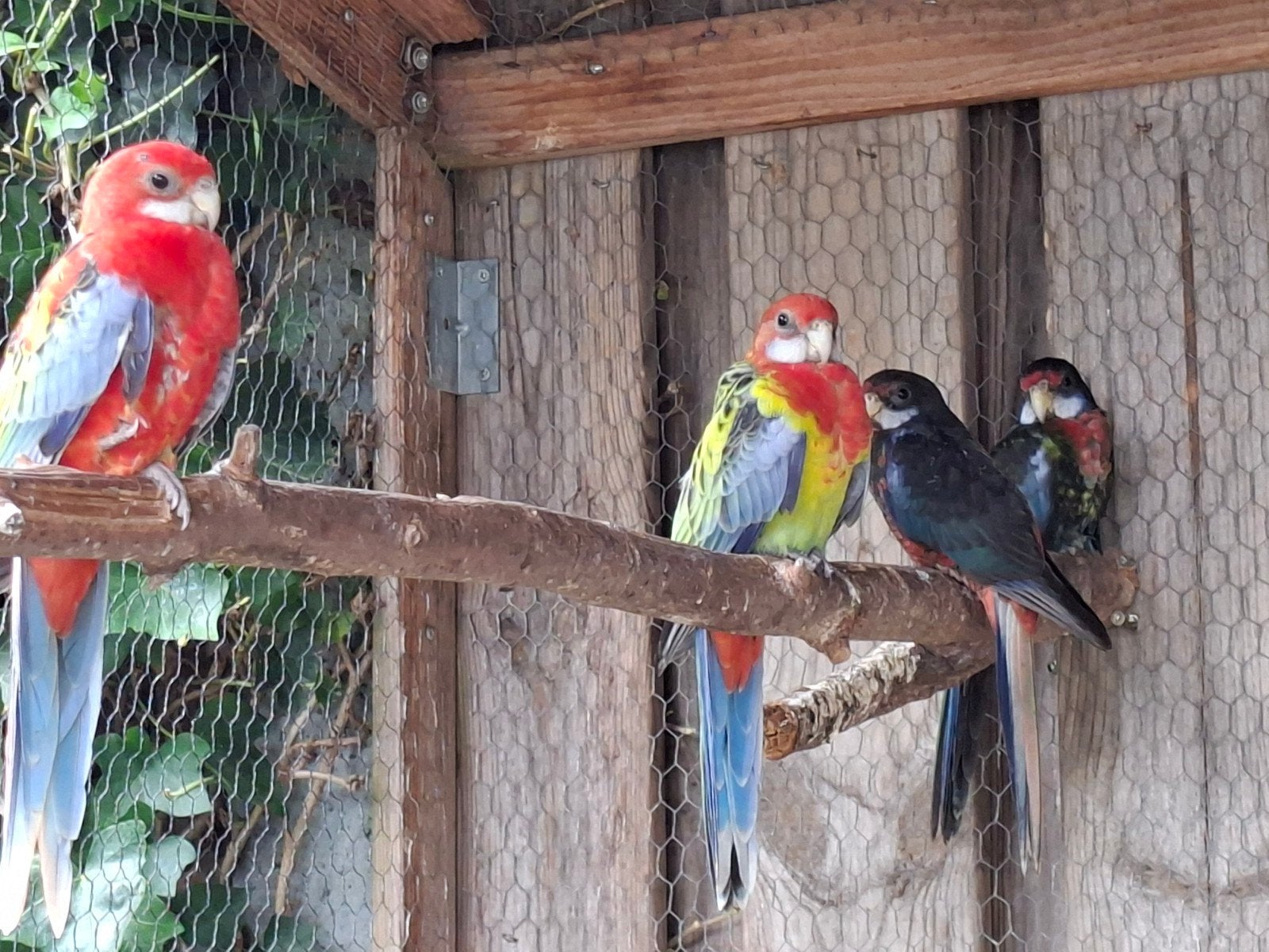 5 Rosella's 2026, Dieren en Toebehoren, Vogels | Parkieten en Papegaaien, Meerdere dieren, Parkiet