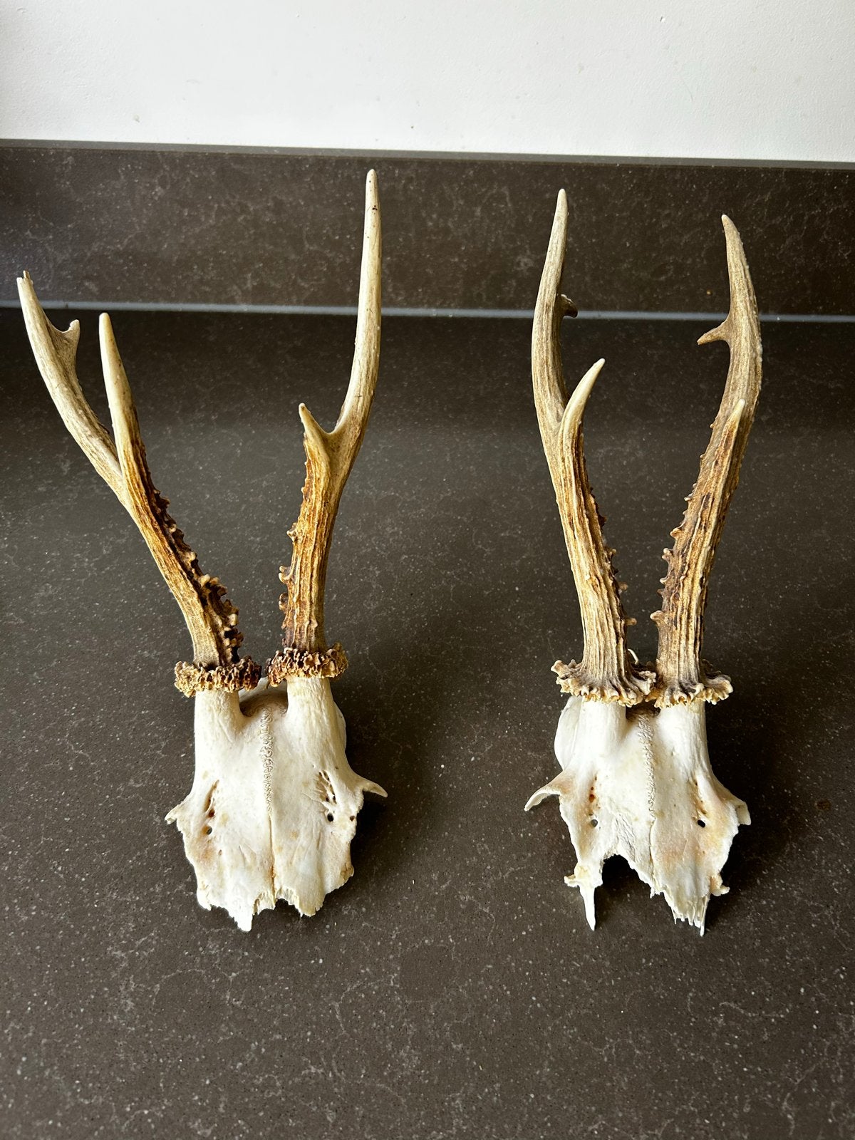 Set van 2 geweien op schedelstuk, Ophalen, Gebruikt