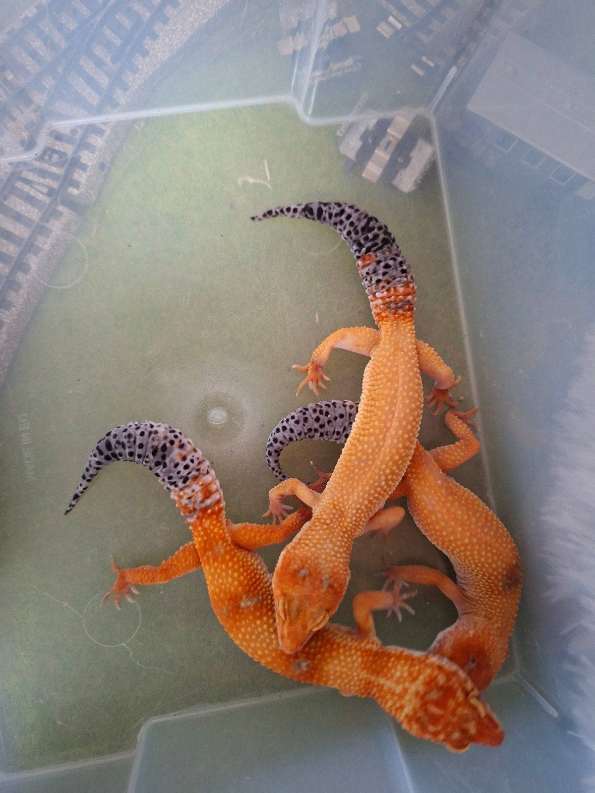 luipaard gekko's Leopard Gecko photo 3