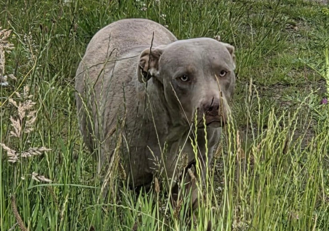 American Bully xxl, Overige rassen, Meerdere, Meerdere dieren, Nederland