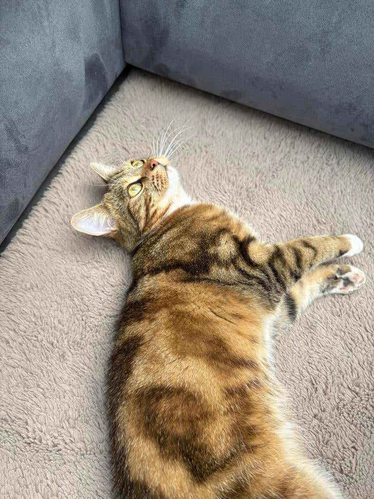 Lieve speelse kat, Dieren en Toebehoren, Katten en Kittens | Overige Katten, Kater