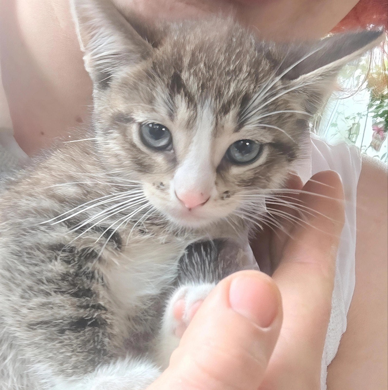 Perzische kat kruising met Europese kat 50€, Dieren en Toebehoren, Meerdere dieren